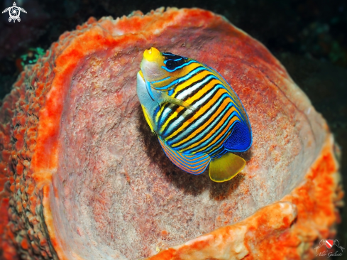 A Regal Angelfish