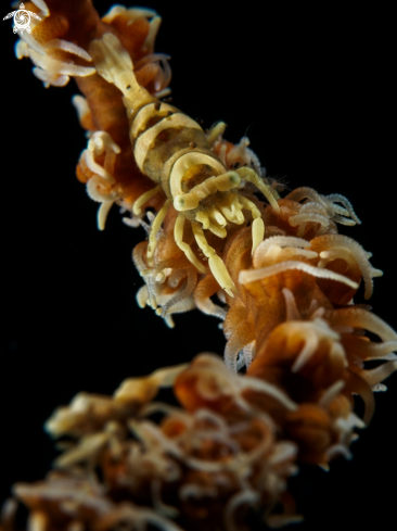 A Wire Coral Shrimp