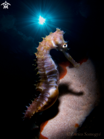 A Thorny Seahorse | Thorny Seahorse