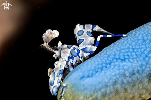 A Arlequin shrimp