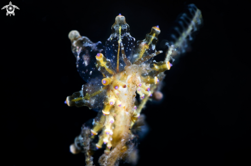 A eubranchus sp | nudibranche