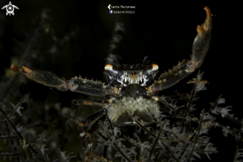 A Quadrella granulosa | Granulosse black coral