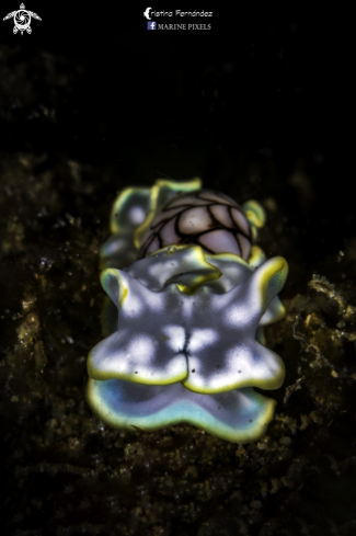 A Micromelo undatus | Nudibranch