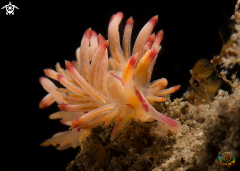 A Flabellina rubrolineata