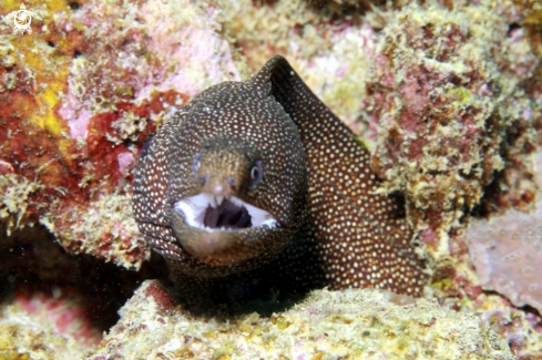 A eel Balaclava Turtle Bay Mauritius