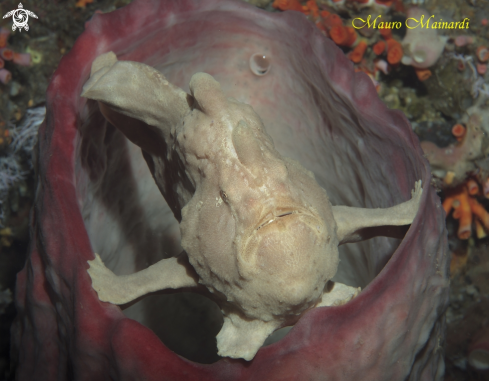 A Frogfish