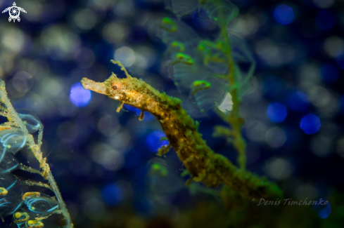 A Appears to be Acentronura tentaculata (Pygmy Pipehorse) | PIPEFISH