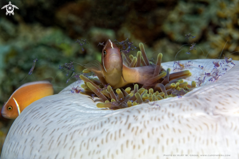 A Clownfish