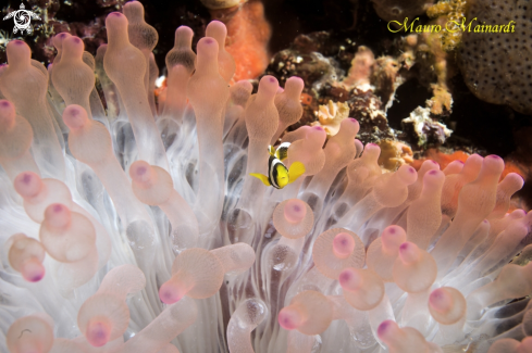 A Baby Clownfish and young anemone