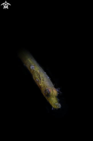 A pygmy pipefish