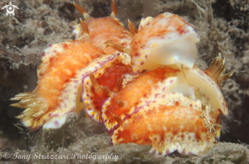 A Goniobranchus collingwoodi | Collingwood's Chromodorid