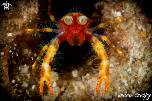 A Bug Eyed Squat Lobster