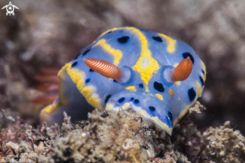 A Nudibranch