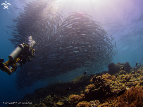 A Barracuda Tornado