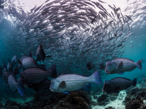 A Bumphead Parrotfish and Jackfish