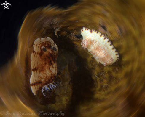 A Aphelodoris varia & Goniobranchus aureopurpurea | Pancake Aphelodoris and Gold-Spotted Chromodorid