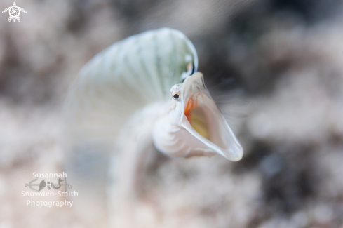 A Chaenopsidae | Pike Blenny