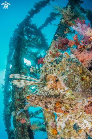 A scorpion fish