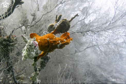 A Giant Frogfish