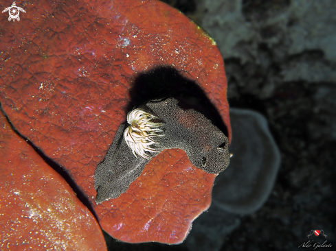 A Nudibranch