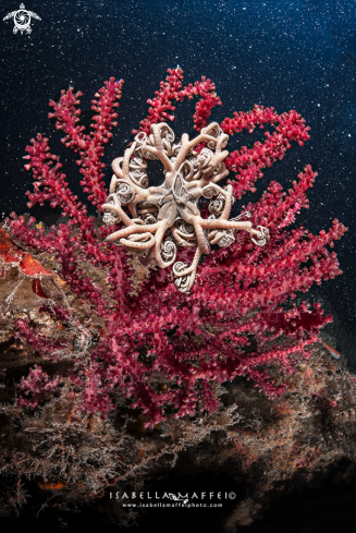 A Basket star