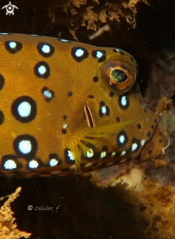 A Ostracion cubicus | Yellow boxfish