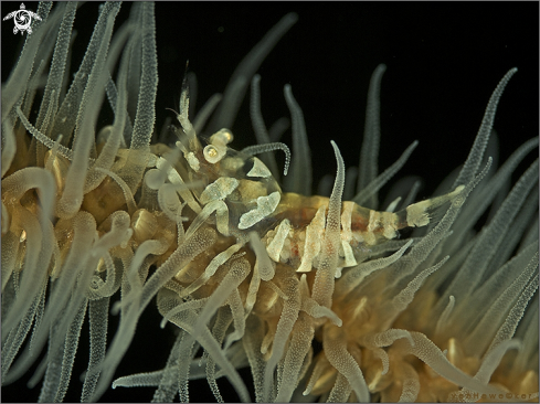 A Dasycaris zanzibarica | Partner shrimp