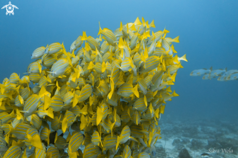 A Bluestripe Snapper