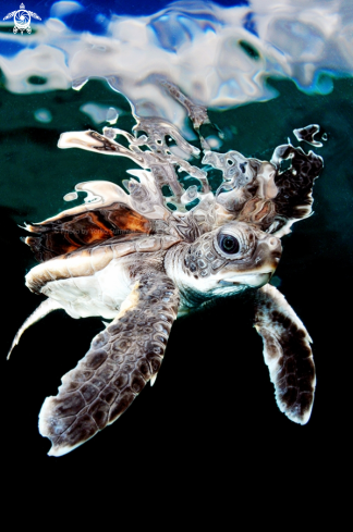 A Baby Sea Turtle