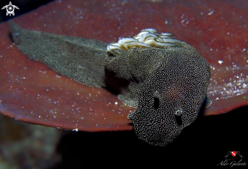 A Nudibranch