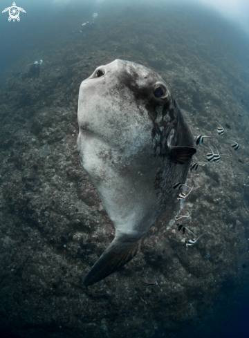 A Southern Ocean Sunfish