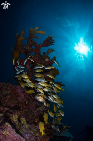 A Acropora palmata | Elkhorn Coral