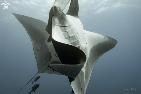 A Giant Oceanic Manta