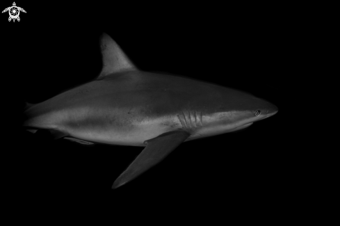 A Carcharhinus perezii | Caribbean Reef Shark