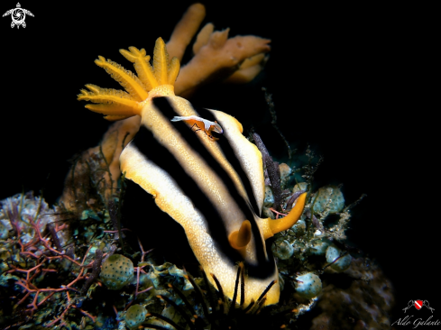 A Chromodoris Nudibranch