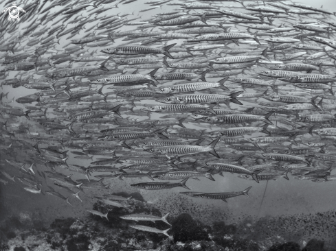 A Sphyraena qenie   | Chevron Barracuda