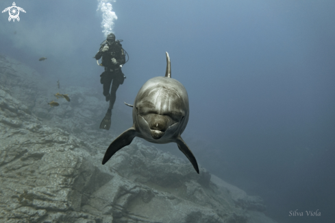 A Bottlenose Dolphin