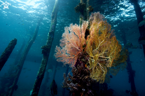 A Soft corals