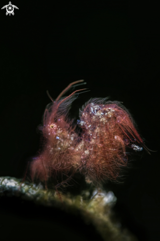 A phycocaris simulans | hairy shrimp 