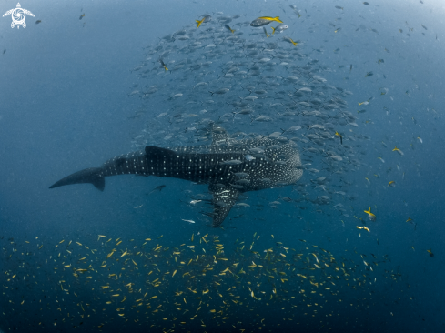 A Rhincodon typus | Whale Shark