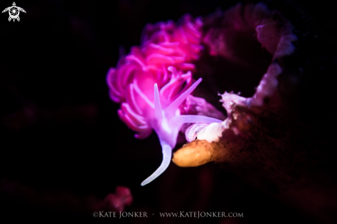 A Coral Nudibranch