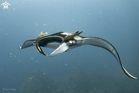 A Giant Oceanic Manta