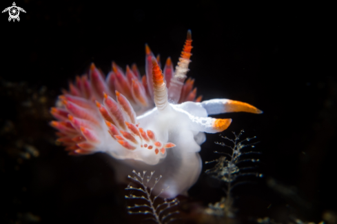 A Flabellina trilineata | Three-lined nudibranch 
