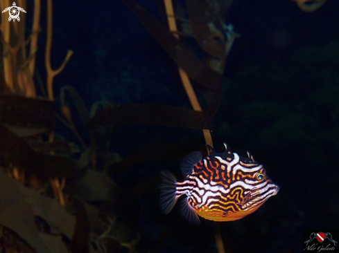 A Shaw's Cowfish - Striped cowfish - Striped boxfish