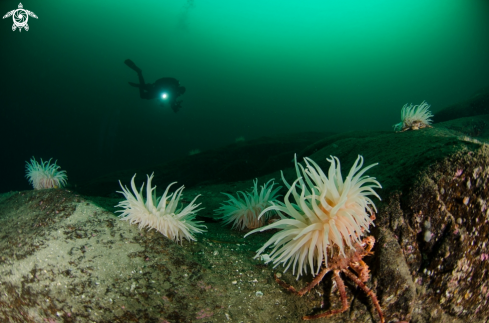 A Bolocera tuediae | North sea anemone