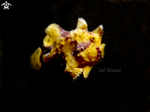 A juvenile frogfish