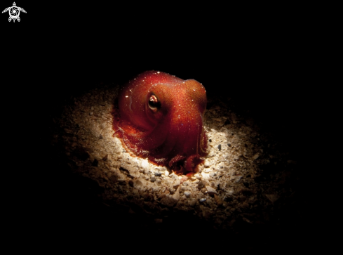 A Common Bobtail Squid