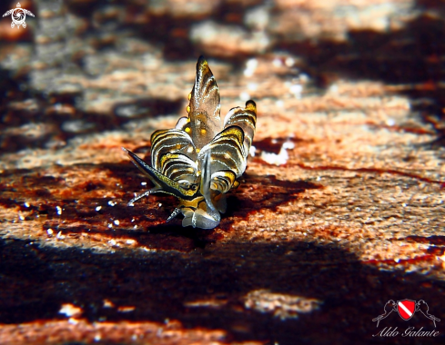 A Tiger butterfly Nudibranch