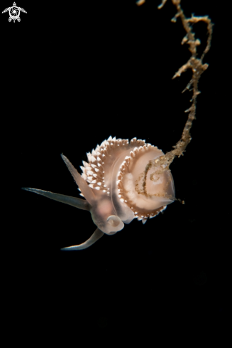 A Flabellina verrucosa | Nudi