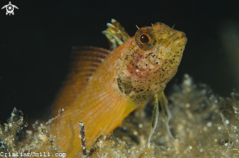 A Yellow pepper fish